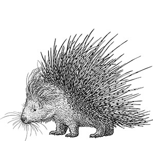 Porcupine