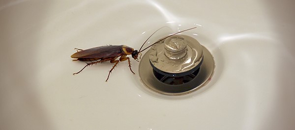 The Cockroach header