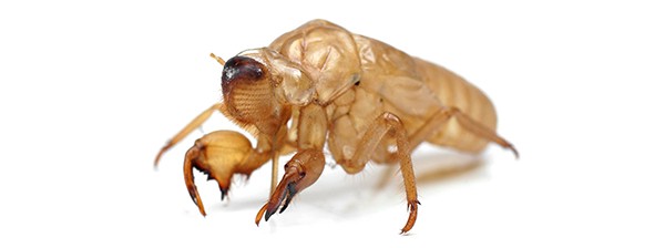 The Cicadas of Summer header