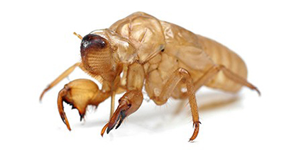 The Cicadas of Summer